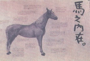 Taiwan Horse
